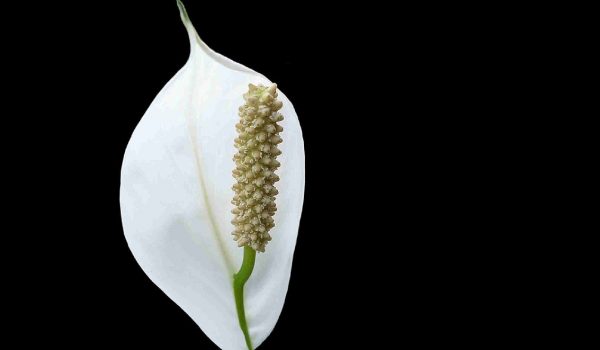 Odeszła od nas śp. Danuta Zduńczyk