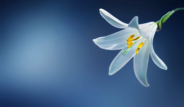 Życzymy wszystkim wykonującym ten zawód wielu sukcesów oraz dobrej współpracy z księgowymi   